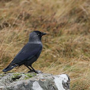 Is This A Jackdaw?