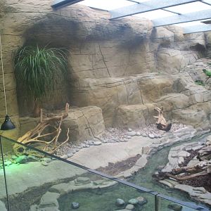 Rhino Iguana enclosure looking left 29th Nov 13