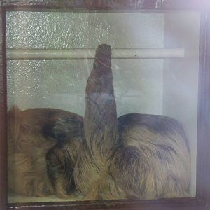 linne's 2 toed sloths in box 29th Nov 13
