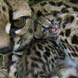 Margay born