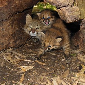 Two Pampas Cat Born