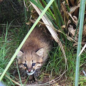 Kitten Pampas Cat
