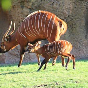 New Baby Eastern Bongo