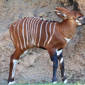 New Baby Eastern Bongo