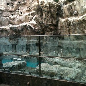 New Penguin Viewing Window