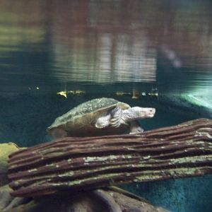 Asian Giant Pond Turtle