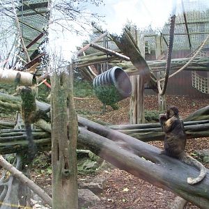 Bear cages now housing capuchin monkeys