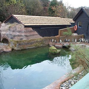 now housing penguins 29th nov13