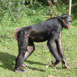 Bonobo