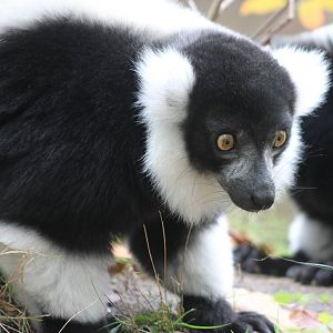 Black and white ruffted lemur