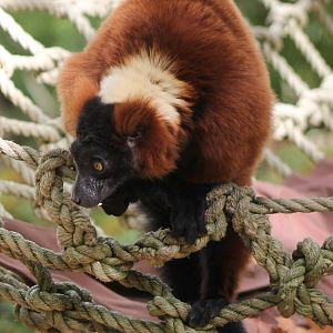 Red ruffted lemur