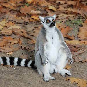 Sun-bathing Ring-tailed lemur