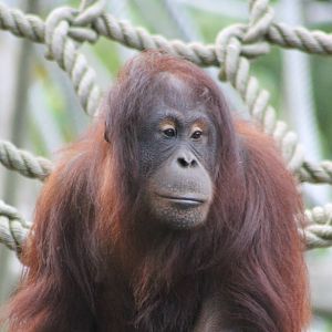 Orang utan