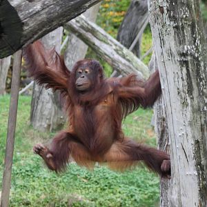 Orang utan