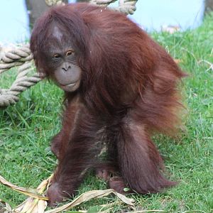 Orang utan