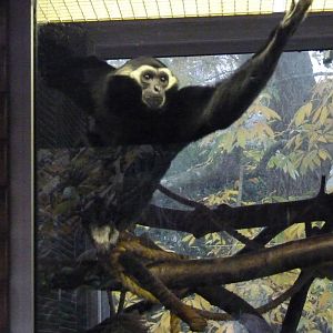 Male Pileated Gibbon, 3 December 2013