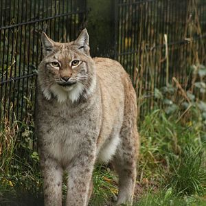 Lynx - 1st November 2013