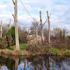 Paddock - island of Symphalangus syndactylus
