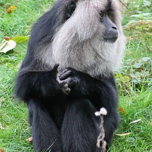 Lion-tailed macaque or Wanderoo
