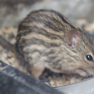 Zebra mouse