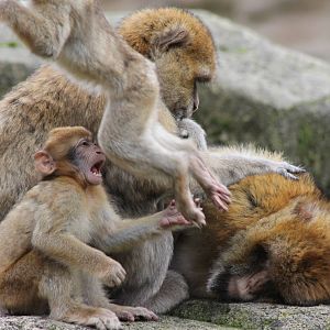 Family group Barbary monkeys
