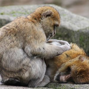 Grooming Barbary monkeys