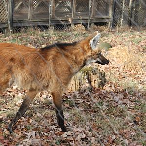 Maned Wolf
