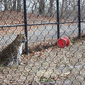 Predators- Amur Leopard