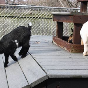 New England Farmyard- New Goat Kids