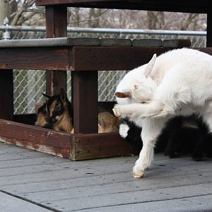 New England Farmyard- New Goat Kids