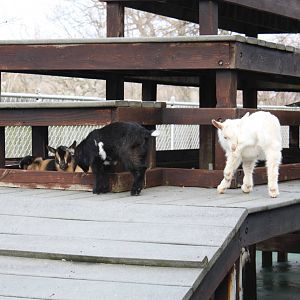 New England Farmyard- New Goat Kids