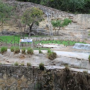 lion exhibit renovations