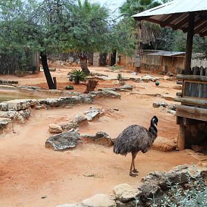 emu and kangaroo exhibit