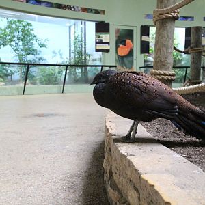 inside the bird house