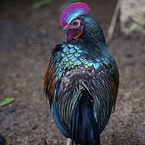 green junglefowl