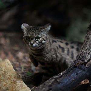 black footed cat