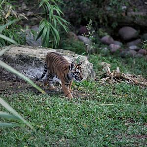 sumatran tiger cub
