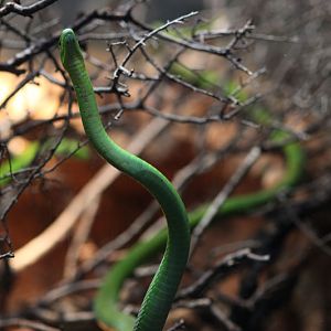 green mamba exploring