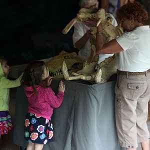 docents with hippo skull