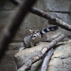 ringtail