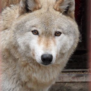 Eurasian grey wolf