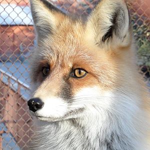 Red fox