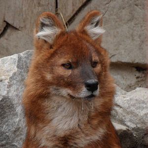 Dhole