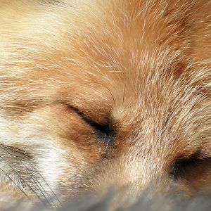Sleeping fox