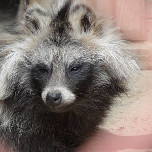 Raccoon dog