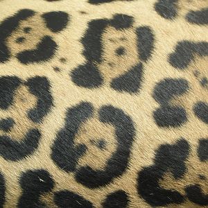 Jaguar skin