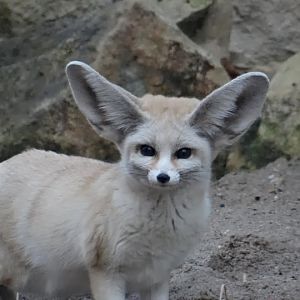 Vulpes zerda