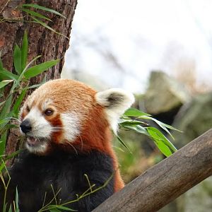 Ailurus fulgens
