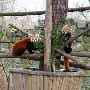 Ailurus fulgens