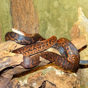 Epicrates striatus striatus